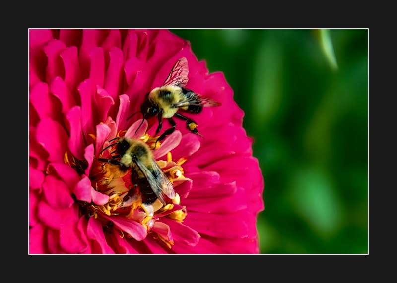Bees - Teamwork- 01
